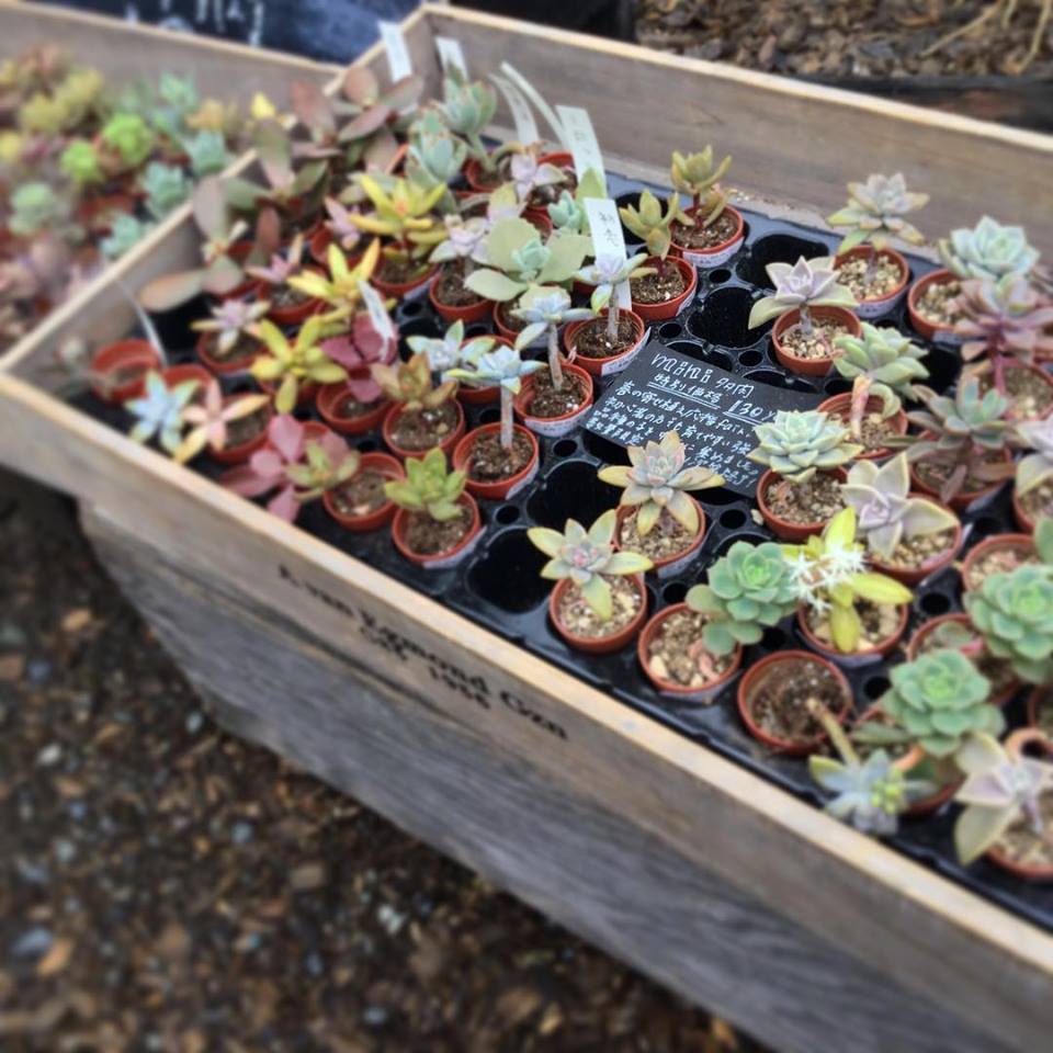 多肉植物(松の緑）花満開-グリーンプロデュース～暮らしに緑を