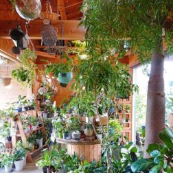 観葉植物が大集合！ 人気のフィカスウンベラータも再入荷