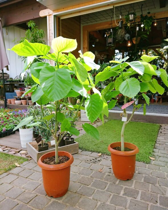 観葉植物が大集合！
人気のフィカスウンベラータも再入荷