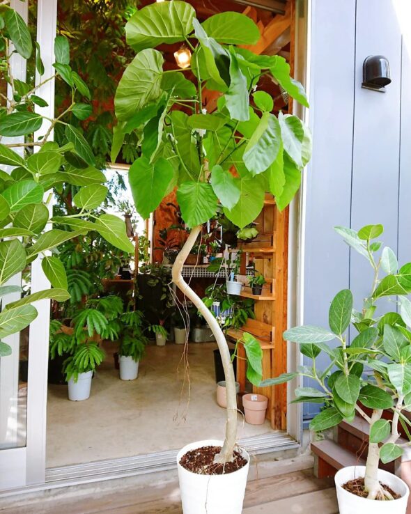 観葉植物が大集合！
人気のフィカスウンベラータも再入荷