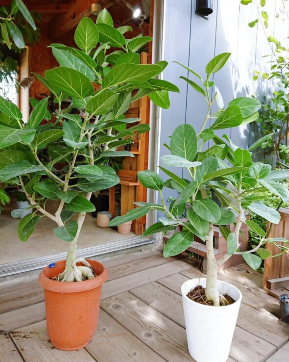 観葉植物が大集合！
人気のフィカスウンベラータも再入荷