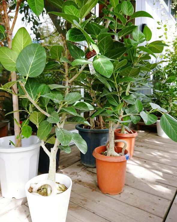 観葉植物が大集合！
人気のフィカスウンベラータも再入荷