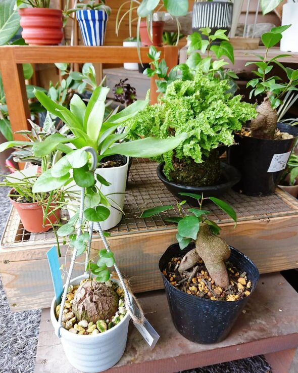 観葉植物が大集合！
人気のフィカスウンベラータも再入荷