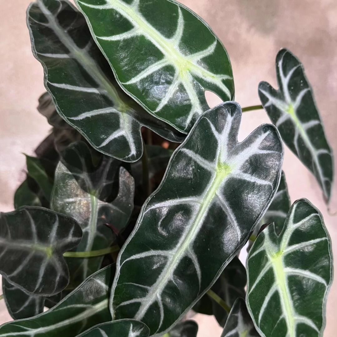 465286885_1483033612398318_159