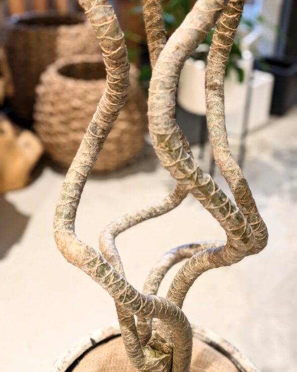 幸運を呼び込む個性派グリーン：ドラセナ・コンシンネ『龍』入荷！