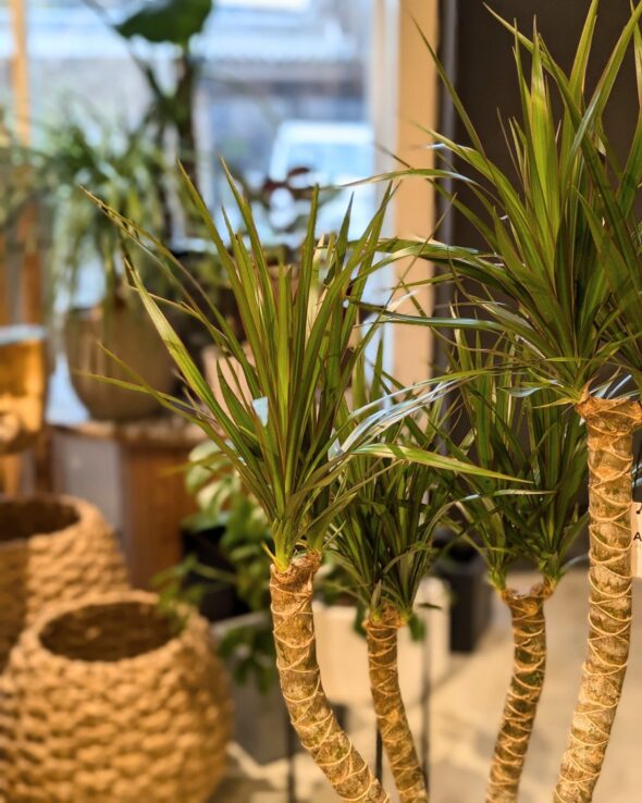 幸運を呼び込む個性派グリーン：ドラセナ・コンシンネ『龍』入荷！