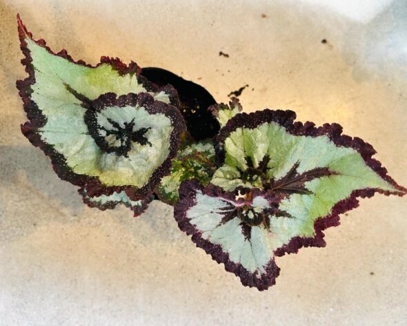 うずまきベゴニア