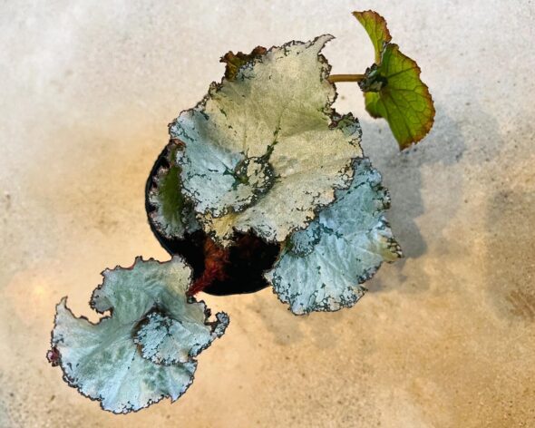 うずまきベゴニア