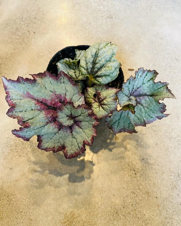 うずまきベゴニア