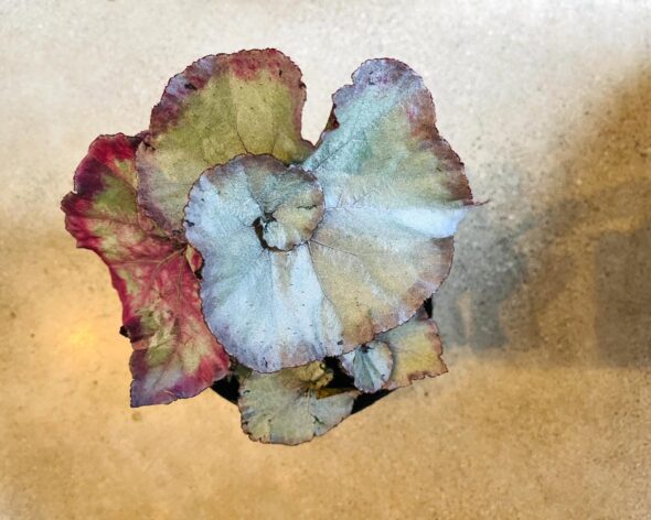 うずまきベゴニア