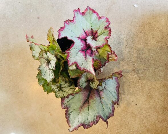 うずまきベゴニア