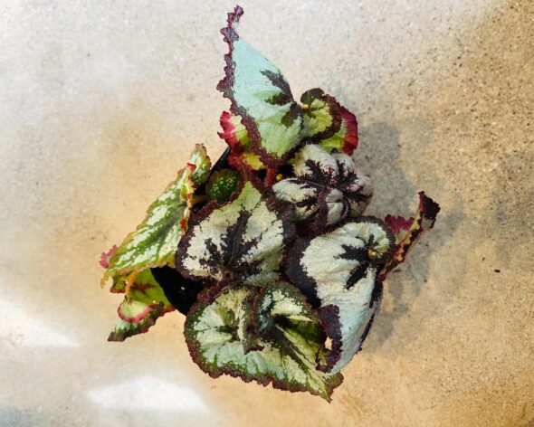 うずまきベゴニア