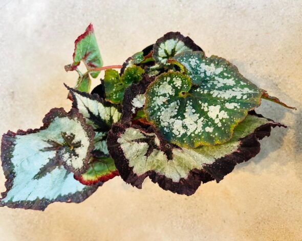 うずまきベゴニア