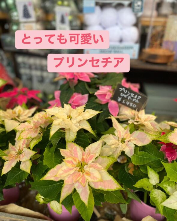 クリスマスグッズ