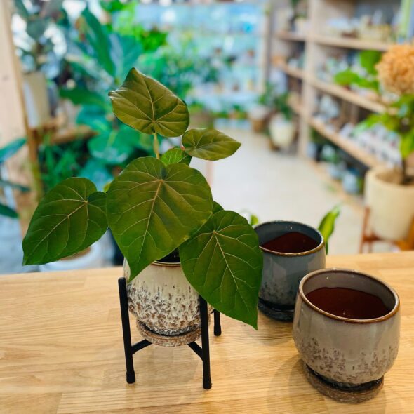 フィカス・ペティオラリス🌿 ハート型の葉と赤い葉脈が魅力のインテリアグリーン