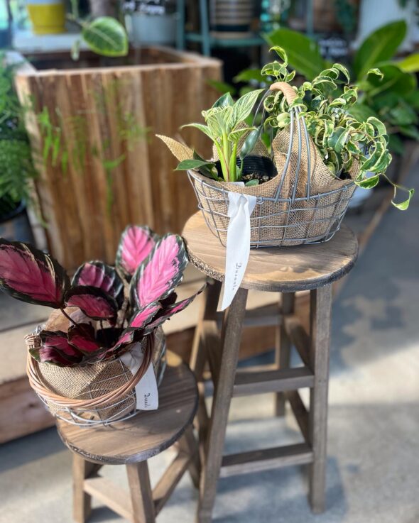 母の日に贈る特別な植物🌸ガーデンクルーで素敵なプレゼントを