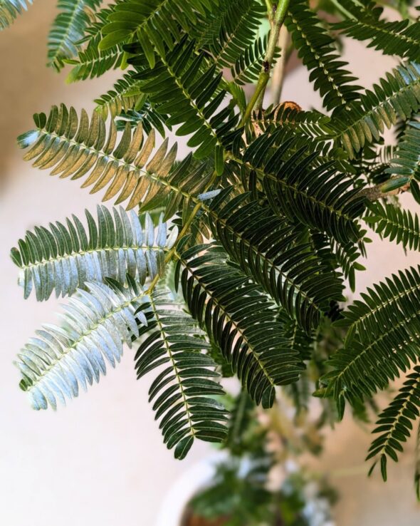 エレガントなエバーフレッシュ、涼しげな新芽がたくさん🌱