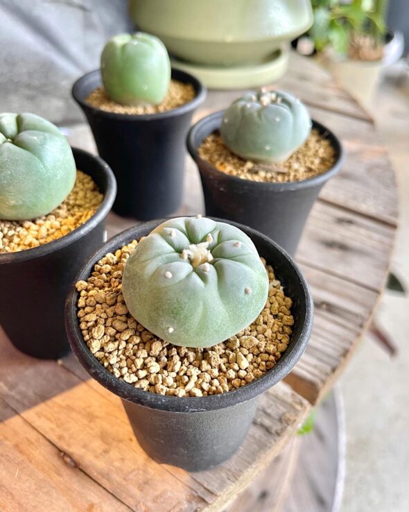 ぷっくり丸い姿が愛らしい！ロフォフォラの新しい仲間たち