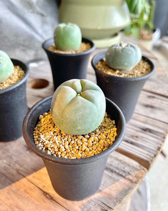 ぷっくり丸い姿が愛らしい！ロフォフォラの新しい仲間たち