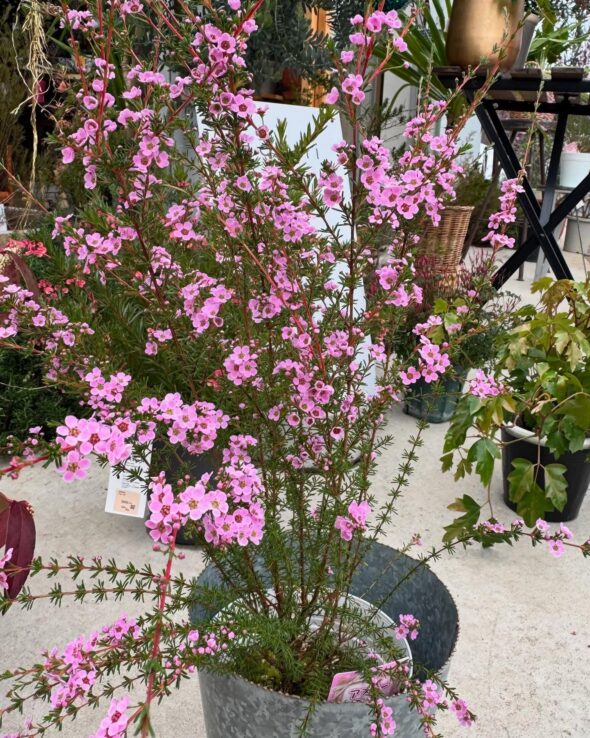 「春、咲きました。アスターテイアがお出迎え♪」