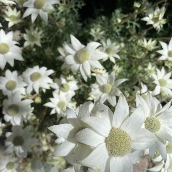 春の暖かさを感じる、Hachiの個性的な花々が入荷