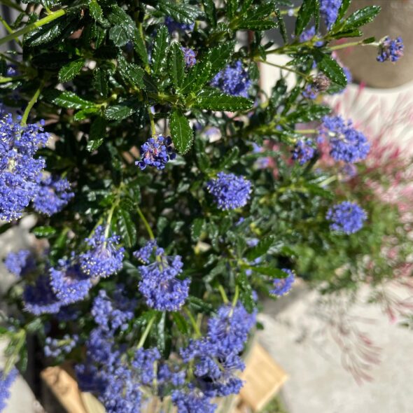 春の暖かさを感じる、Hachiの個性的な花々が入荷