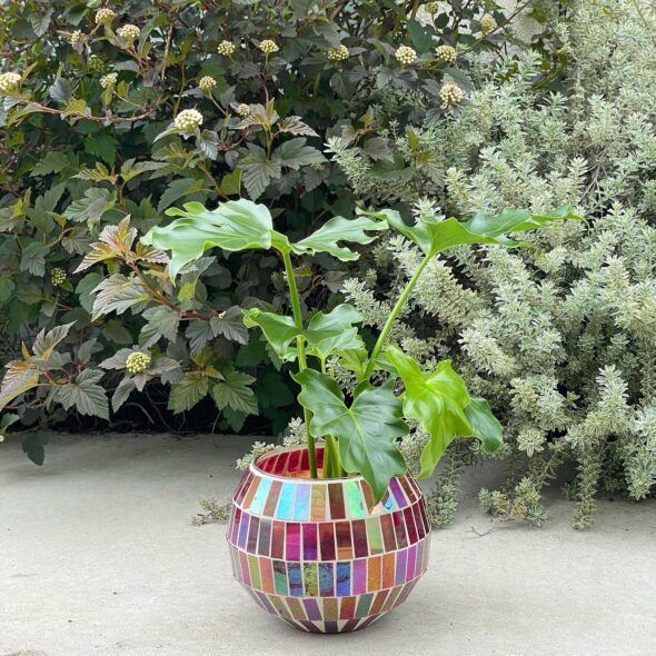 Hachiの新入荷｜室内グリーン＆ステンドグラス鉢