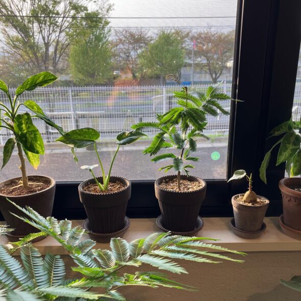 Bergs Potterが紡ぐ時の美学：育つ鉢と植物の物語