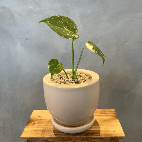 インテリアに映える斑入りモンステラ