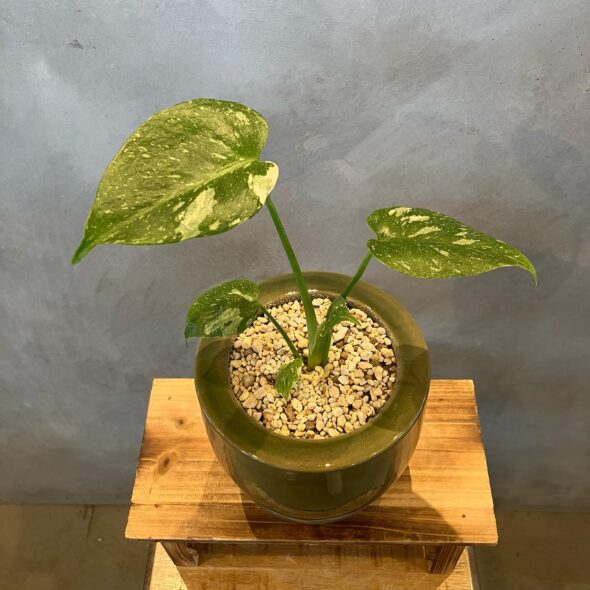 インテリアに映える斑入りモンステラ