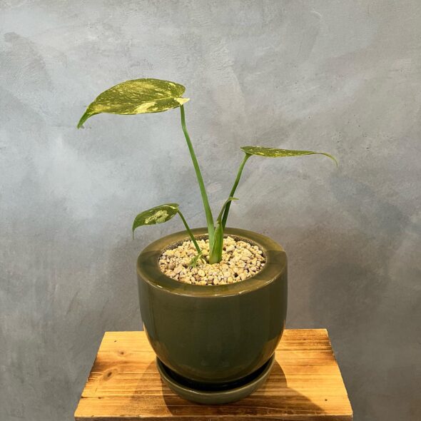 インテリアに映える斑入りモンステラ