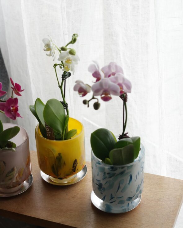 ガラスポット＋ミニ胡蝶蘭のセットで贈る、幸せを呼ぶギフト