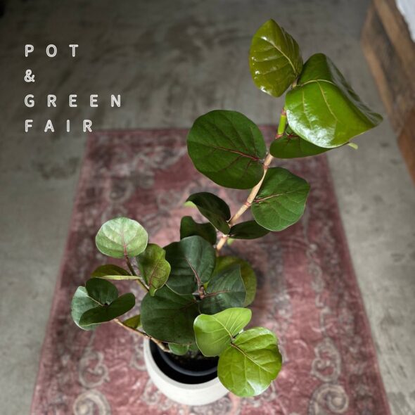 POT & GREEN FAIR開催中！植物購入で植え替え無料