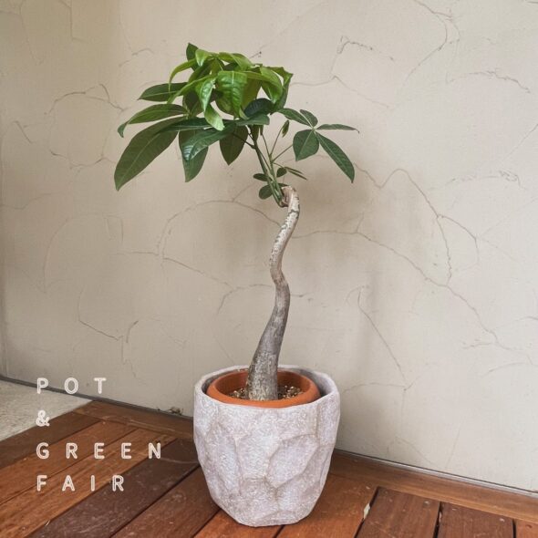 POT & GREEN FAIR開催中！植物購入で植え替え無料