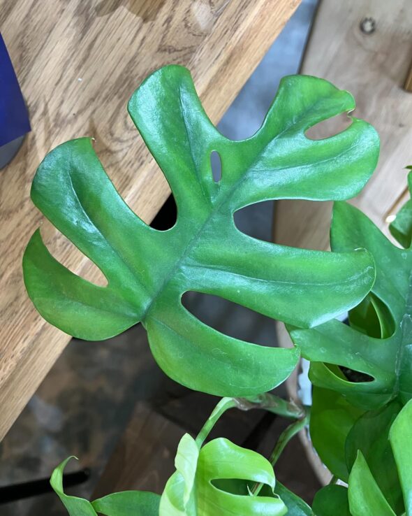 耐陰性抜群！ヒメモンステラで彩る癒しの空間