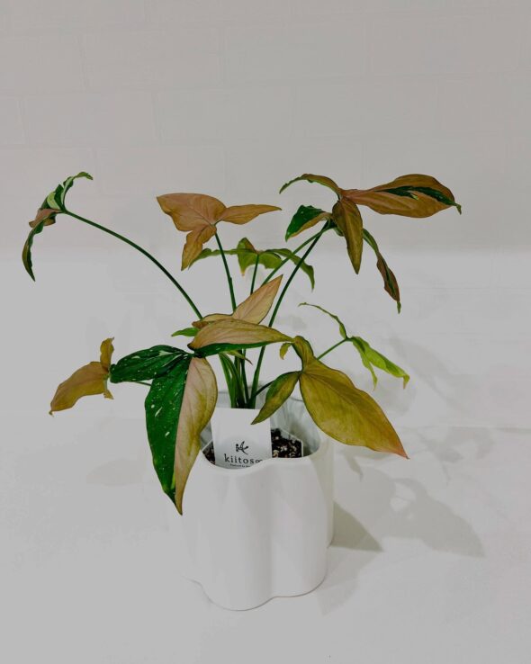 美しき三色葉🌿シンゴニウム レッドスポットトリカラーの魅力