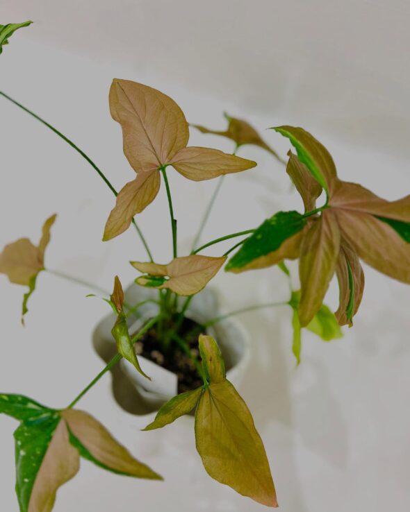 美しき三色葉🌿シンゴニウム レッドスポットトリカラーの魅力