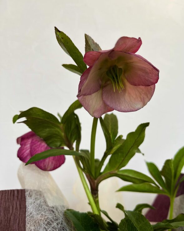 母の日ギフト、ラッピング無料！Laccaで癒しの植物をプレゼント🎁🌿