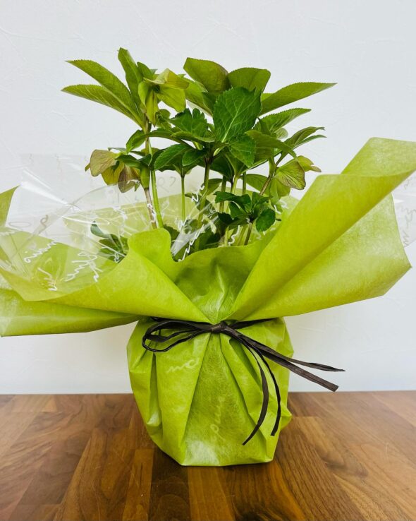 母の日ギフト、ラッピング無料！Laccaで癒しの植物をプレゼント🎁🌿