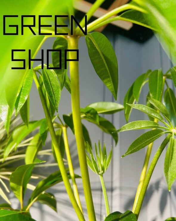 新芽が元気に成長中🌱観葉植物をプレゼントに✨