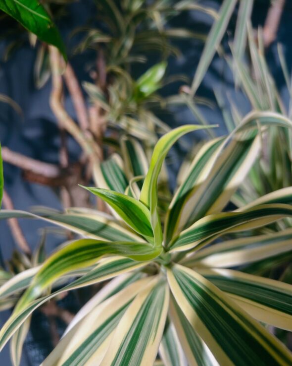 新芽が元気に成長中🌱観葉植物をプレゼントに✨