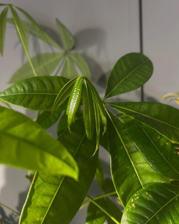 新芽が元気に成長中🌱観葉植物をプレゼントに✨