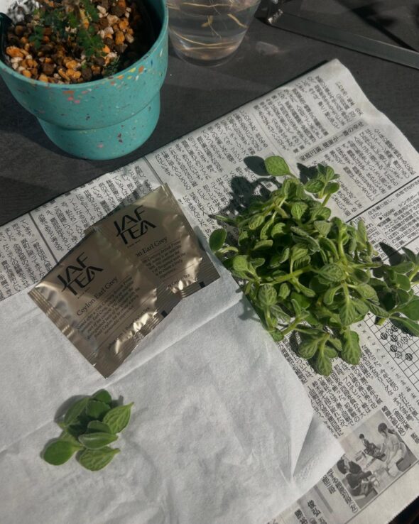 剪定したアロマティカスで手作りティー！おいしさと香りを楽しむ