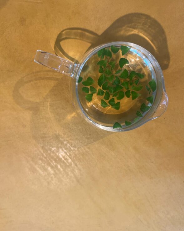 剪定したアロマティカスで手作りティー！おいしさと香りを楽しむ