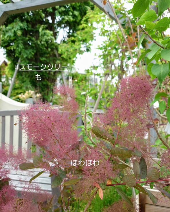 柄が美しいカラテア＆人気のスモークツリー苗木入荷♪