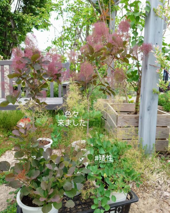 柄が美しいカラテア＆人気のスモークツリー苗木入荷♪