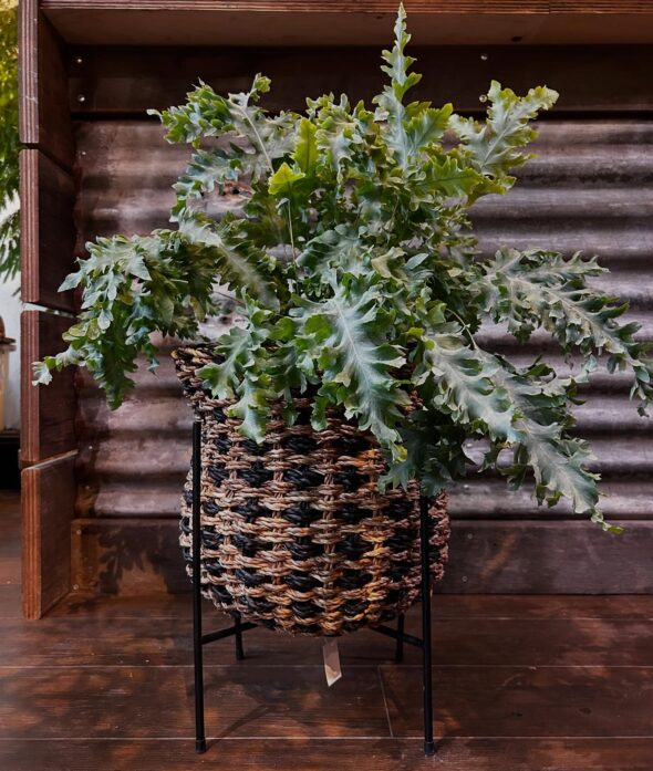 マンネリ打破！スタンドで変わる植物の飾り方