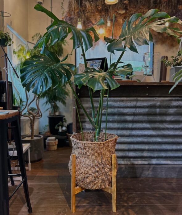 マンネリ打破！スタンドで変わる植物の飾り方