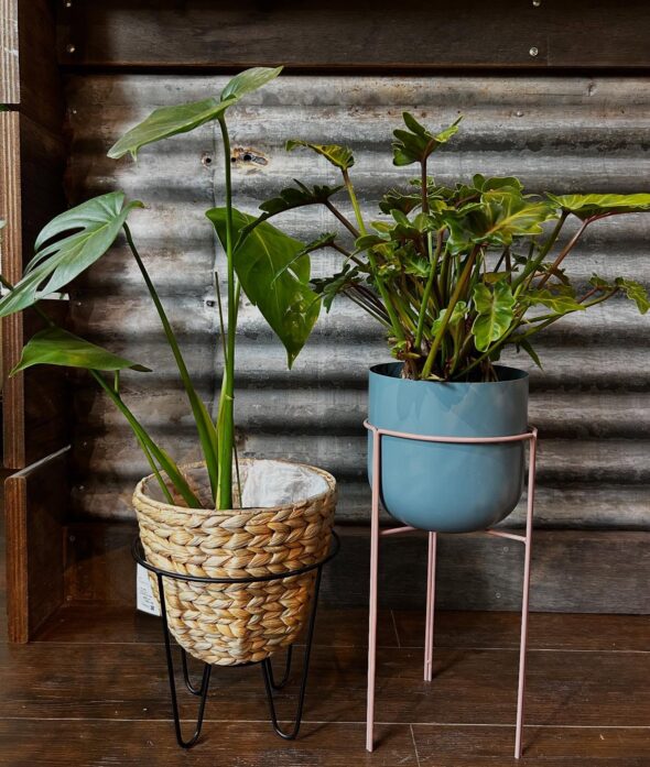 マンネリ打破！スタンドで変わる植物の飾り方