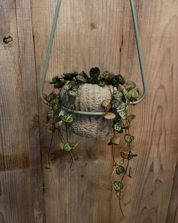 恋を実らせる植物『ハートカズラ』